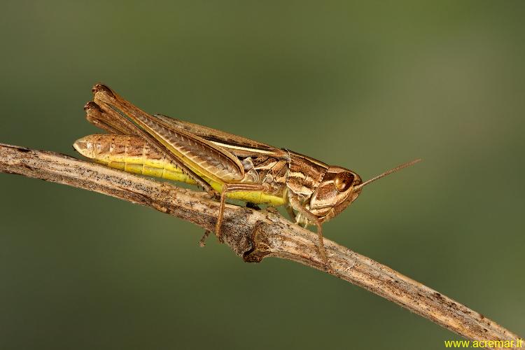 Ortottero dal ventre giallo: Euchorthippus declivus